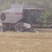 Harvesting Wheat 2009